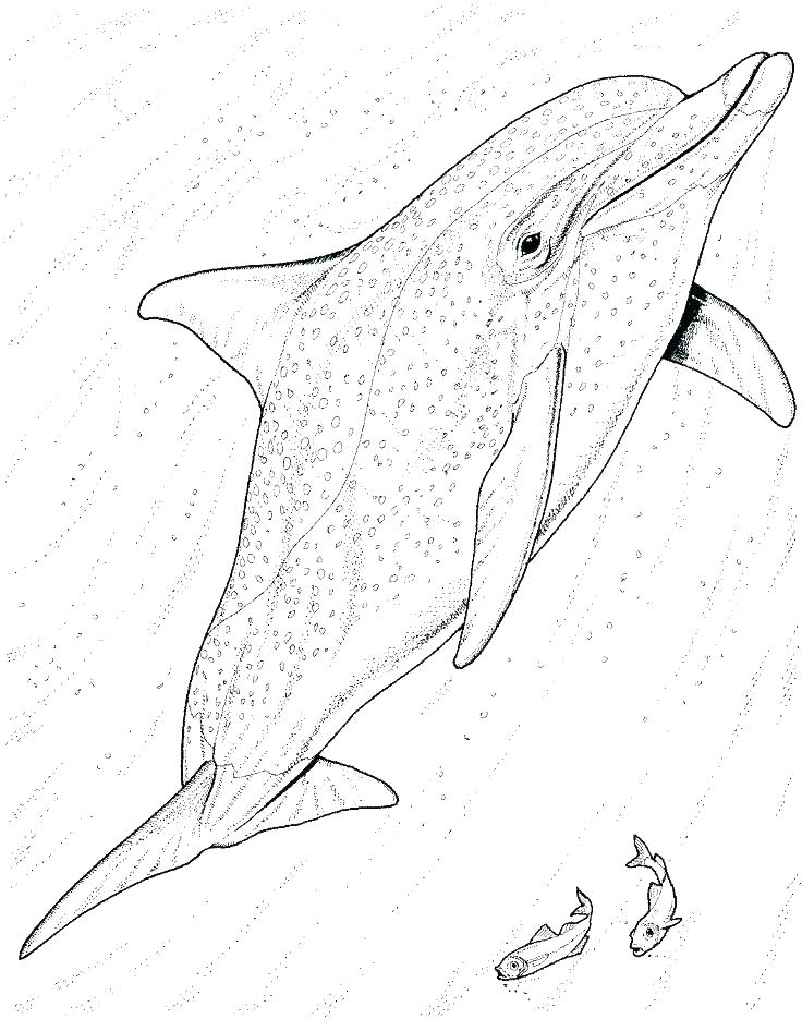 736x935 Dolphins Coloring Pages Coloring Pages Dolphins Dolphin Coloring