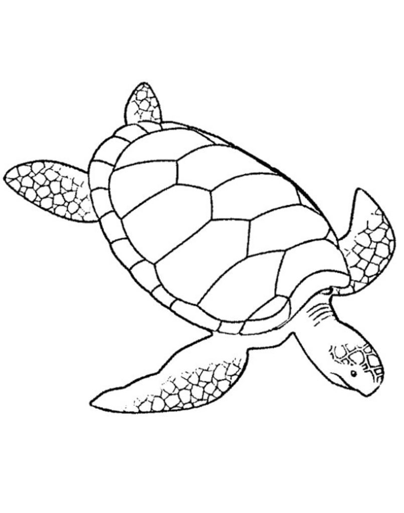 806x1024 Turtles Coloring Pages For Adults Printable Kids Colouring Pages