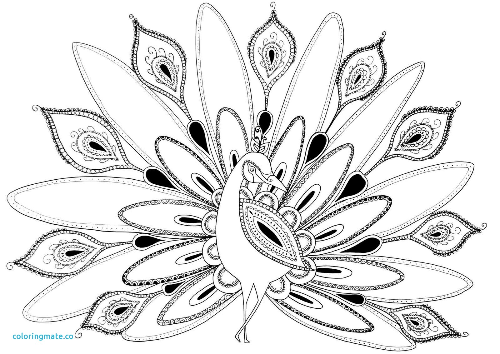 1600x1133 Peacock Coloring Page Unique Peacock Coloring Pages Images