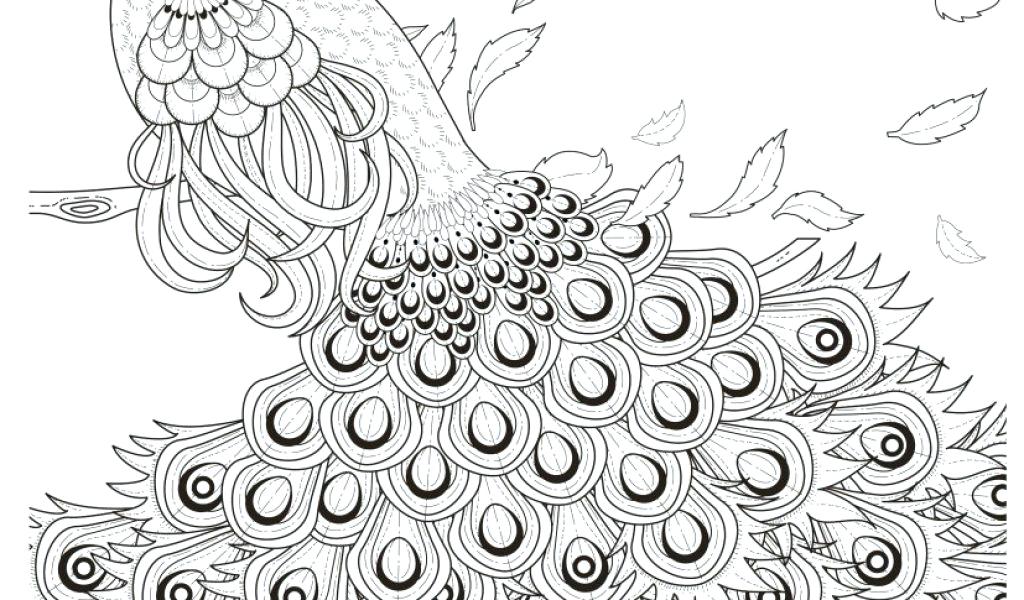 1024x600 Coloring Pages Peacock