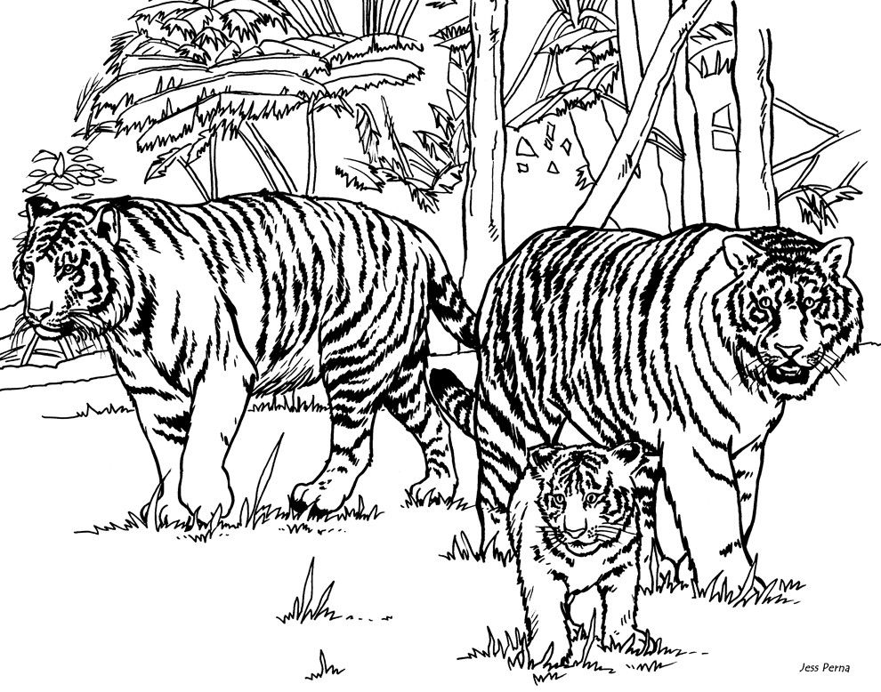 990x778 Intricate Cat Coloring Pages Adults Tiger Coloring Pages