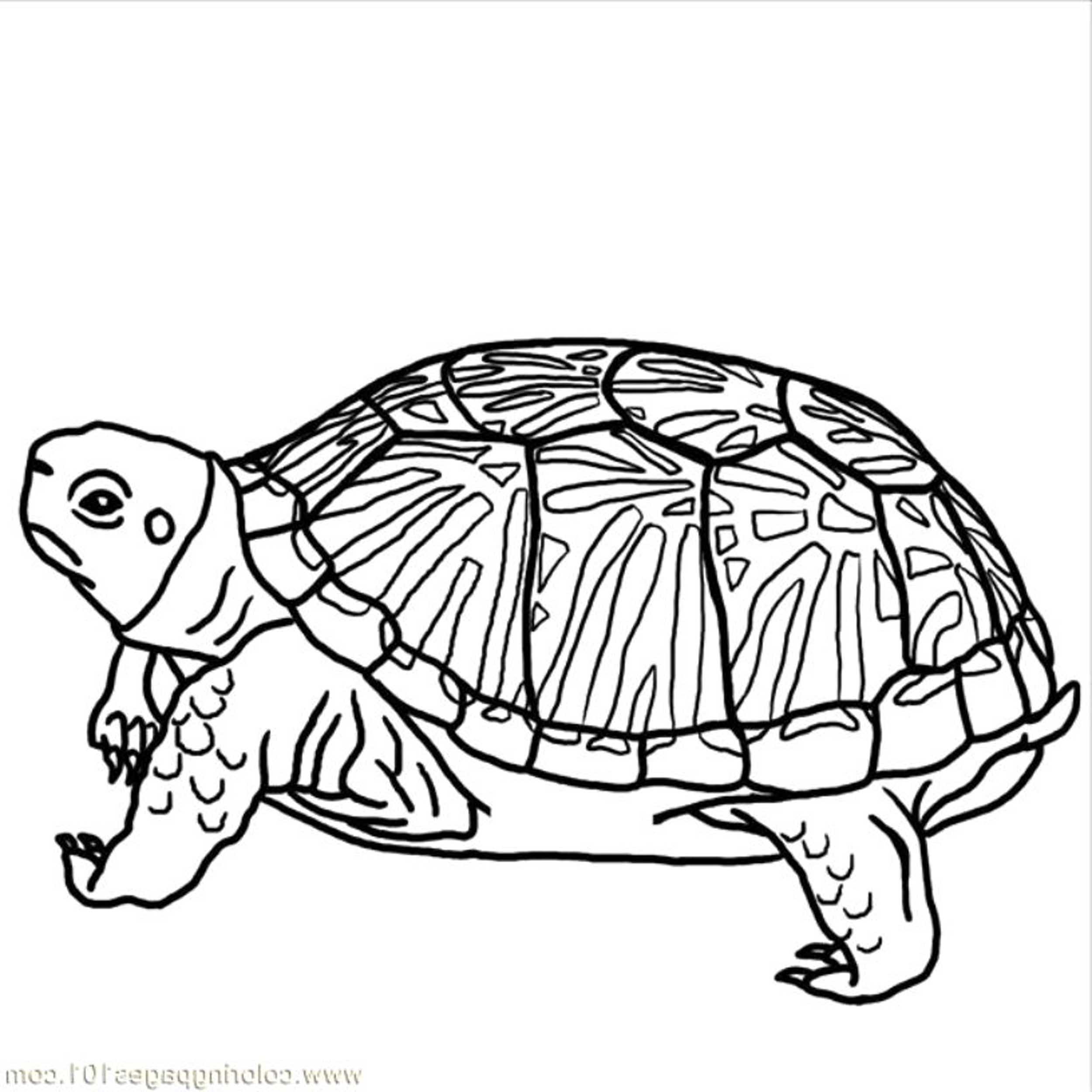 2500x2500 Adult Coloring Pages Turtle Coloring Page Of Turtle