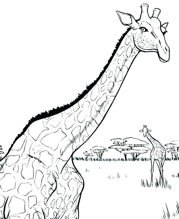 600x734 Giraffe Coloring Pages Free Giraffe Coloring Pages For Adults