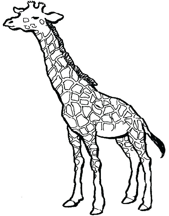 650x830 Giraffe Coloring Pictures Giraffe Coloring Pages Get This