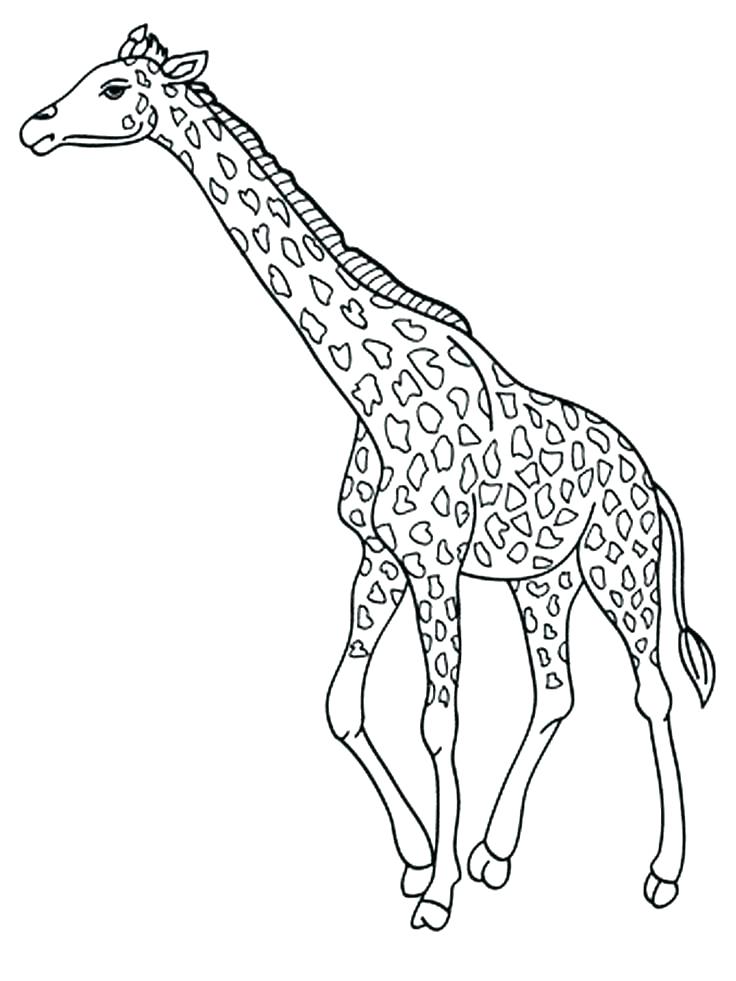 736x981 Giraffes Coloring Pages Giraffe Coloring Pages To Print Giraffe