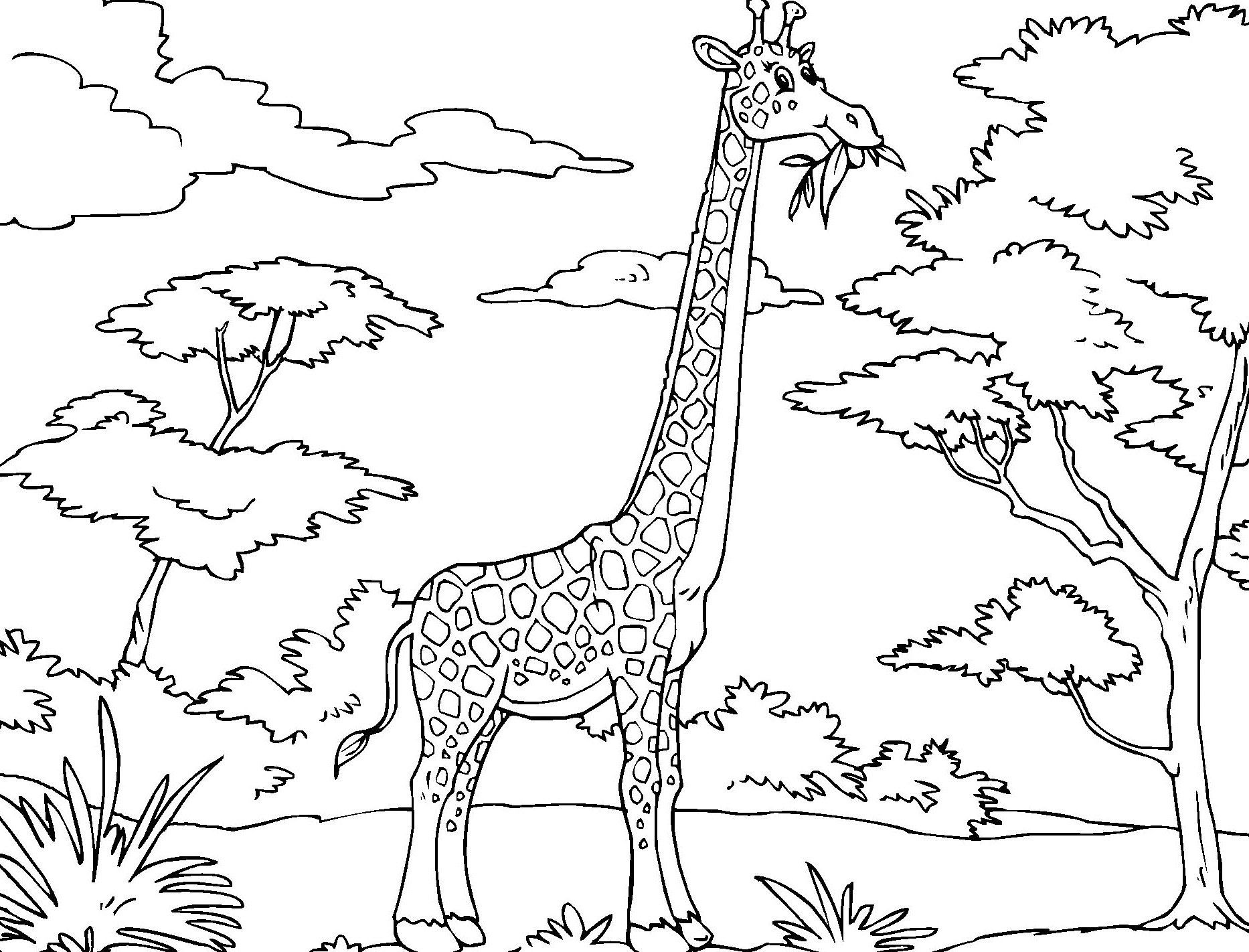 1866x1422 Homely Inpiration Giraffe Coloring Pages To Print Printable
