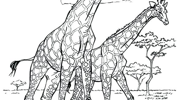 585x329 Coloring Pages Of Giraffes Giraffe Coloring Pages Baby Giraffe