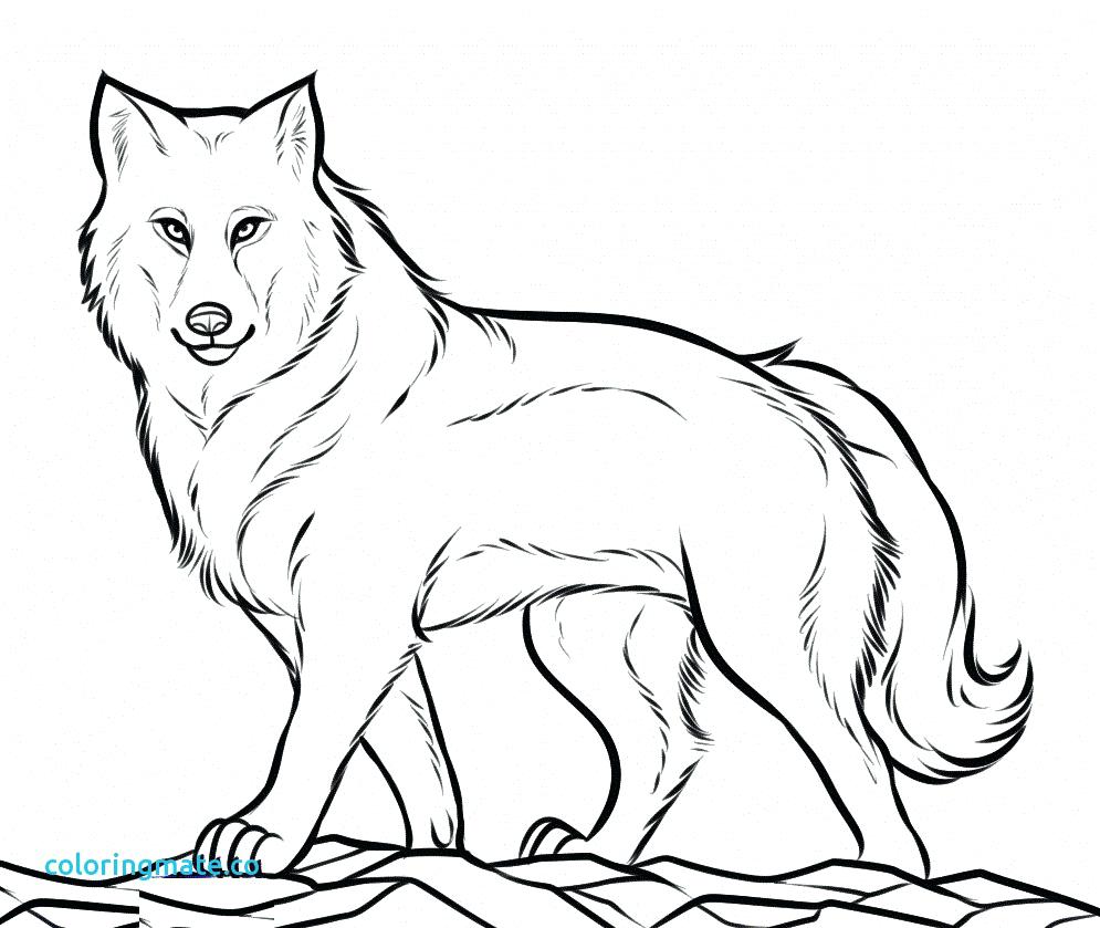 995x839 Coloring Page Wolves Coloring Pages Wolf For Adults Luxury Free