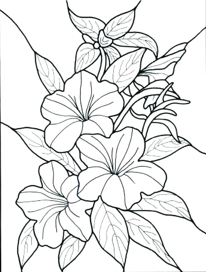 671x885 Free Advanced Flower Coloring Pages Cute Flower Coloring Pages