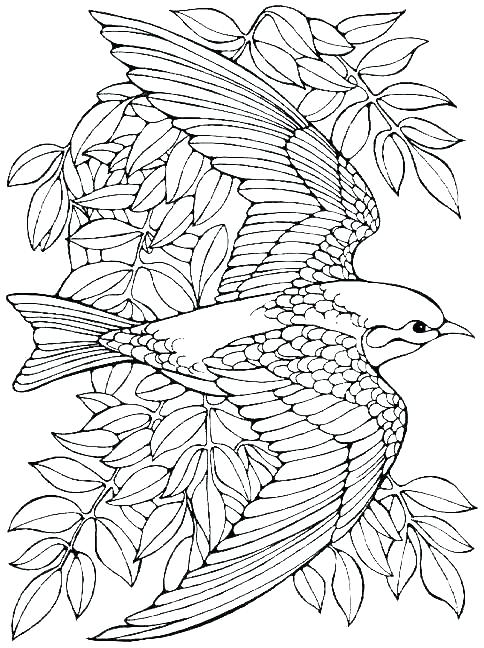 484x648 Free Adult Christmas Coloring Pages And Advanced Coloring Pages
