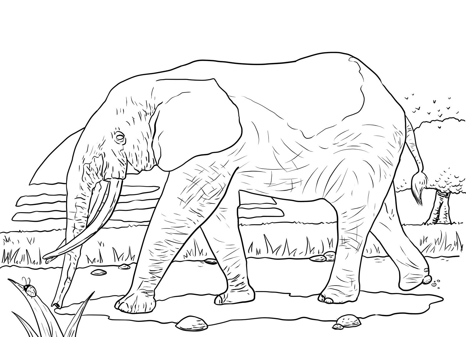 1600x1159 Amazing Elephant Coloring Pages