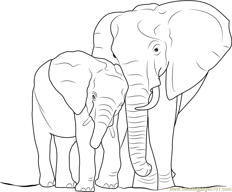 800x665 Elephant With Baby Coloring Page