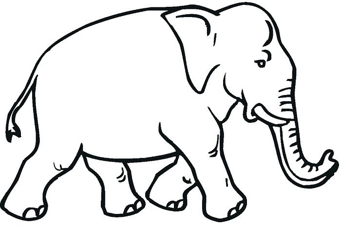 700x472 African Elephant Coloring Page Professional