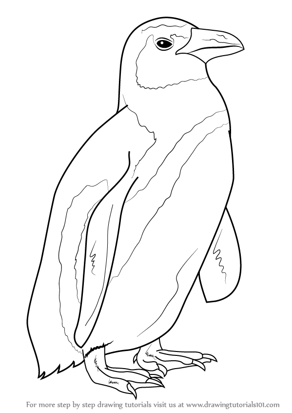 599x846 Learn How To Draw An African Penguin