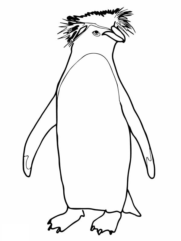 600x800 African Penguin Coloring Page