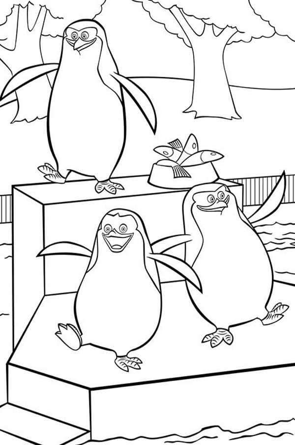 600x905 Funny Adventures Of The African Animals The Penguins Of Madagascar