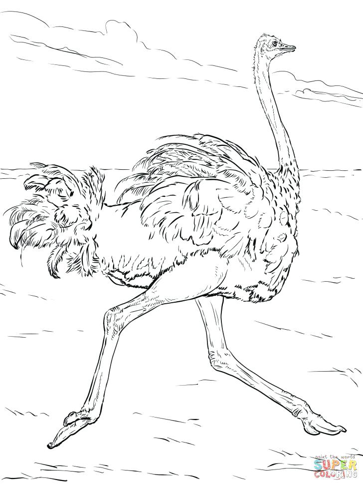 728x971 Animal Coloring Pages Animals Coloring Page Picture Free Free