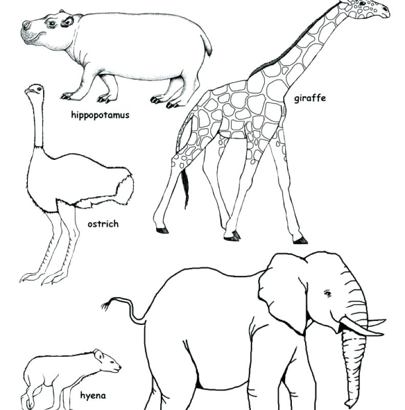 791x800 African Savanna Coloring Pages Awesome Animals Coloring Pages