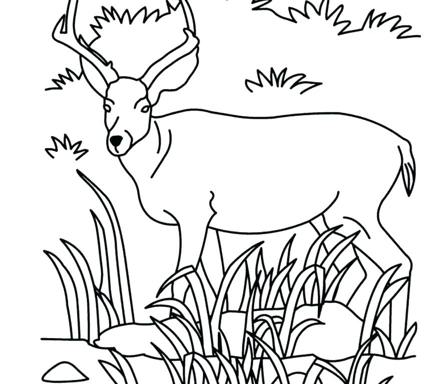 863x768 Coloring Savanna Free Printable Pages Animals Savanna Animals