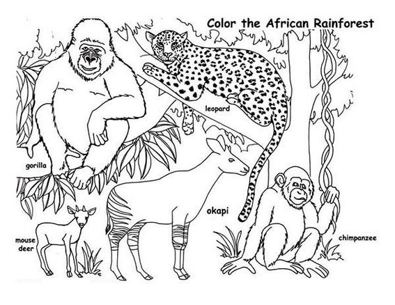 567x438 The Jungle And African Animal Coloring Pages With Savanna Scenery