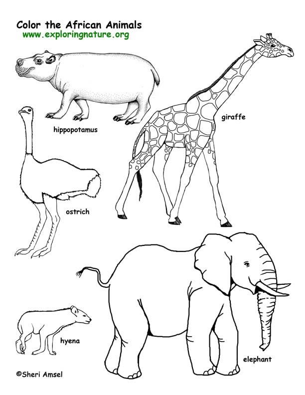 612x792 African Animals Coloring Pages Savanna
