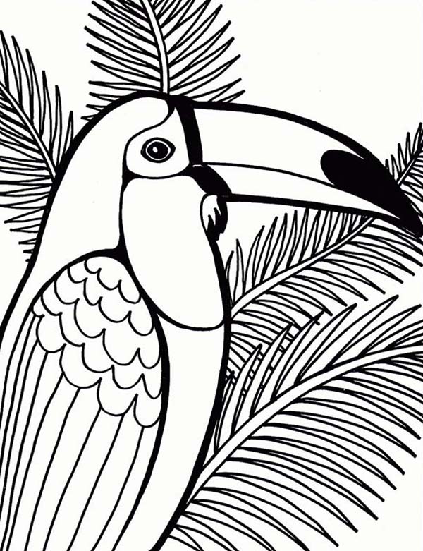 600x781 Parrot On Coconut Tree Coloring Page