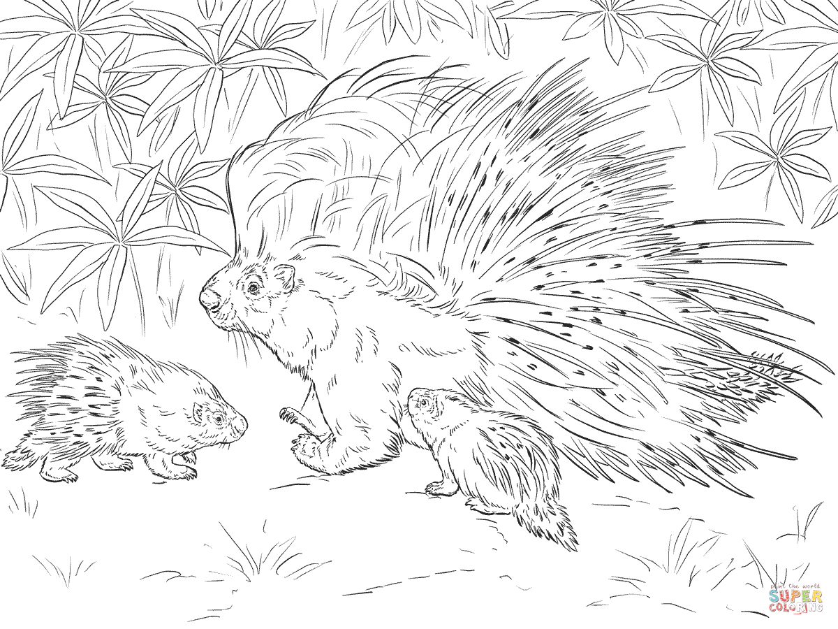 1200x900 Porcupine Coloring Pages