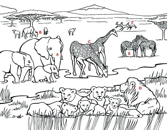 555x432 Coloring Pages African Animals Unique Africa Coloring Pages
