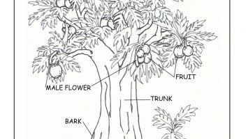 355x200 Real Tree Adult Coloring Pages Download Coloring For Kids