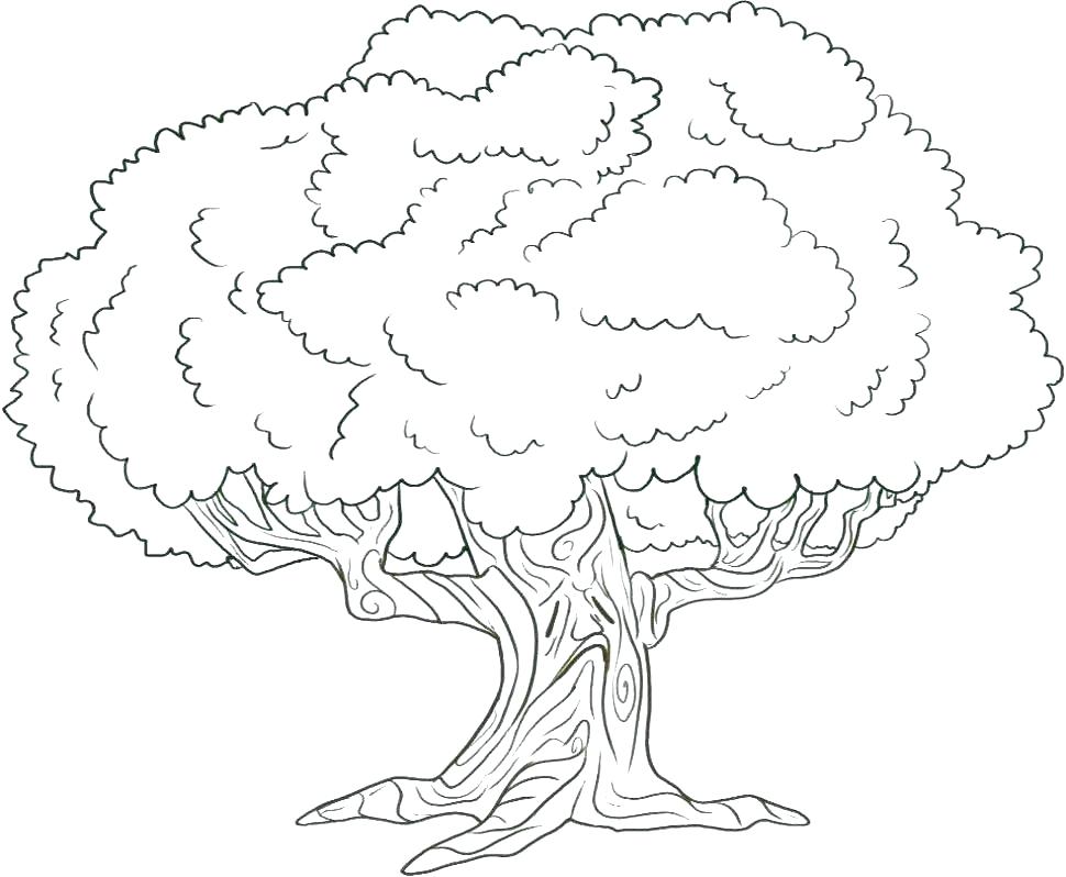 970x798 Tree Pictures For Colouring Oak Tree Coloring Page For Kids Color