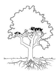 236x298 Free Coloring Page Of African Trees You Might Also Like These