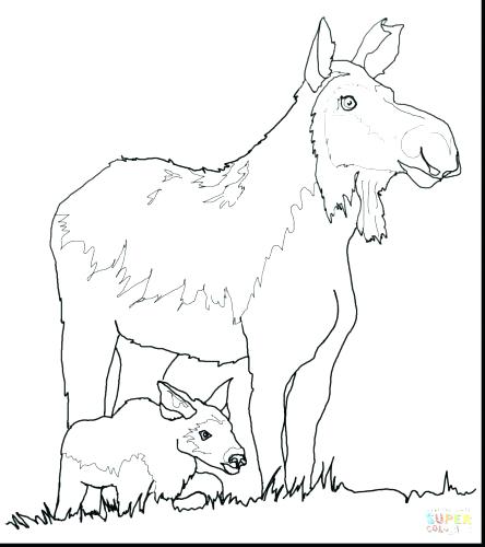 444x500 Coloring Pages Coloring Pages Now Coloring Pages Of Marine Mammals