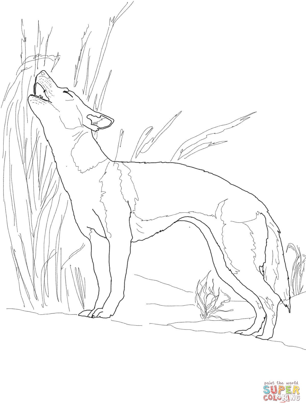 1200x1600 Dhole Animal Coloring Pages Free Draw To Color