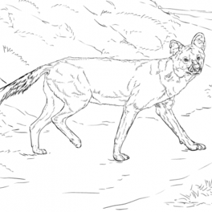 308x308 Images Of African Wild Dog Coloring Pages