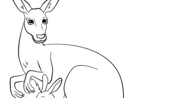 355x200 American Akita Coloring Pages Printable Coloring For Kids