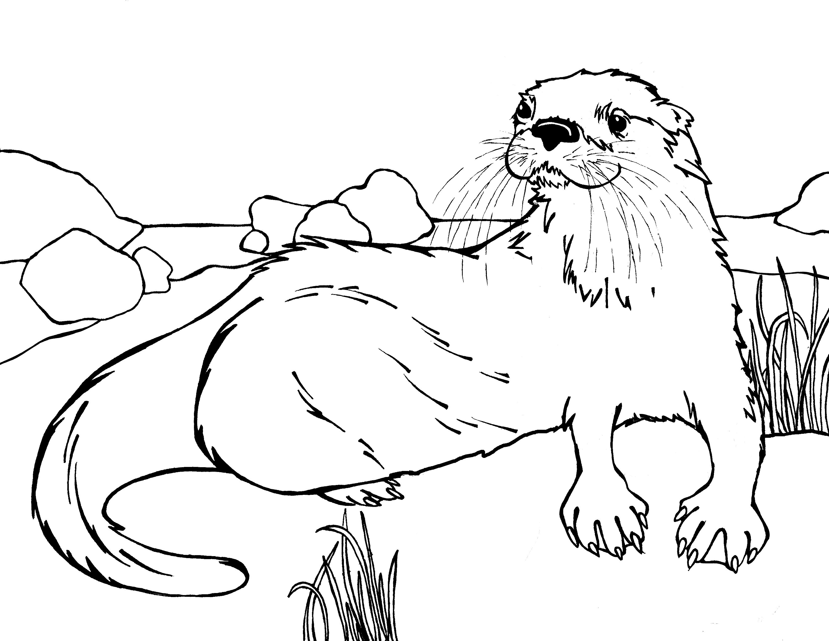 3300x2552 River Otter Coloring Pages Printable Coloring For Kids