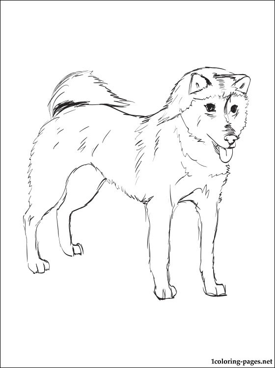 560x750 Shiba Inu Coloring Page