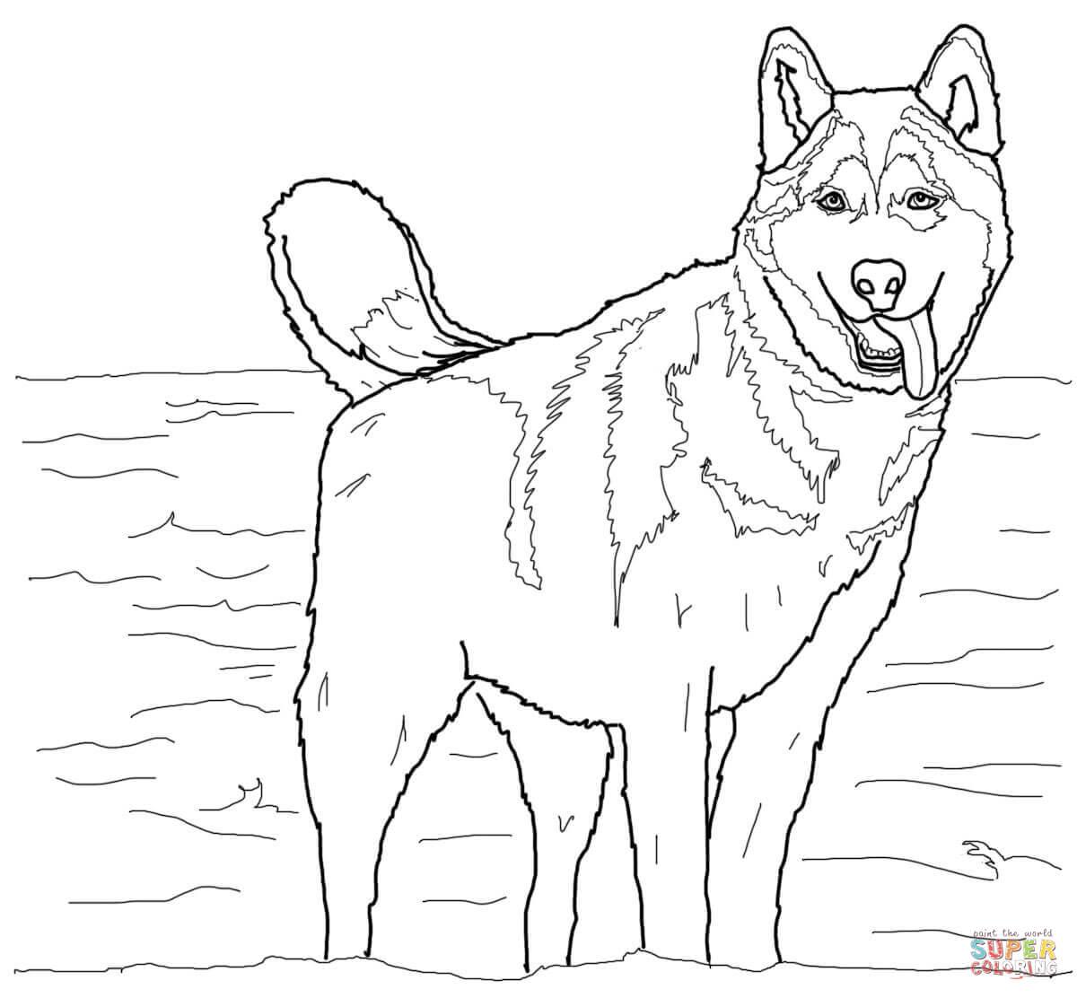 1200x1112 Akita Coloring Pages Coloring Pages