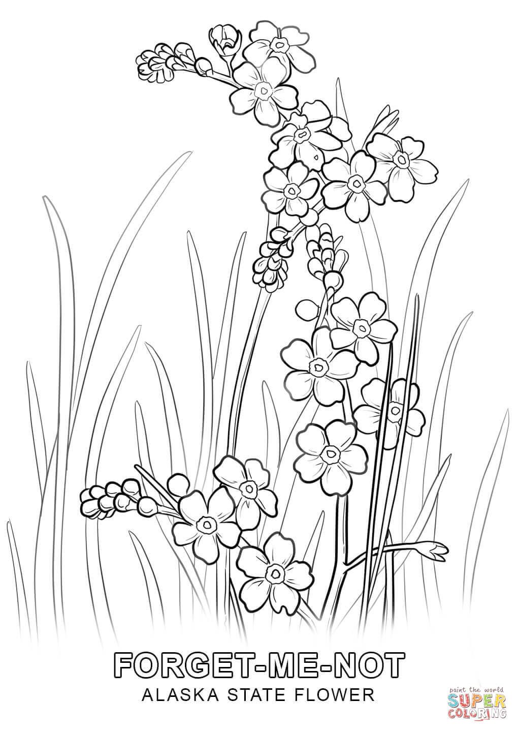 1020x1440 Alaska State Flower Coloring Page Free Printable Coloring Pages