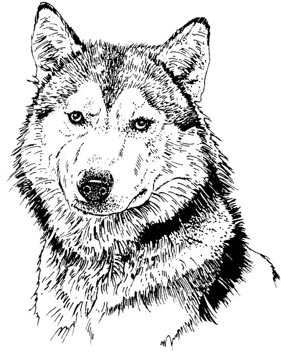 574x720 Malamute And Alaskan Musher Coloring Pages