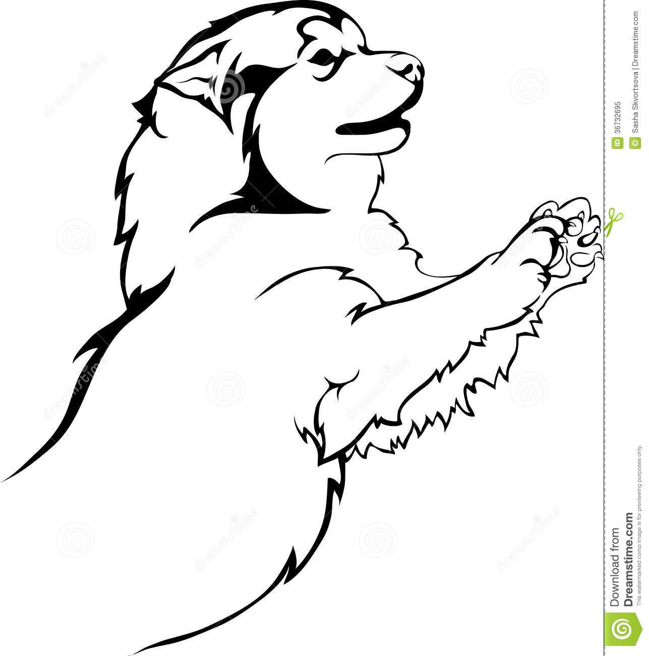 1287x1300 Malamute Drawing Dog Breed Animal