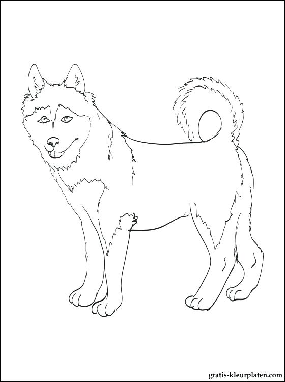 560x750 Alaska Coloring Page Malamute Coloring Pages Page Image Images