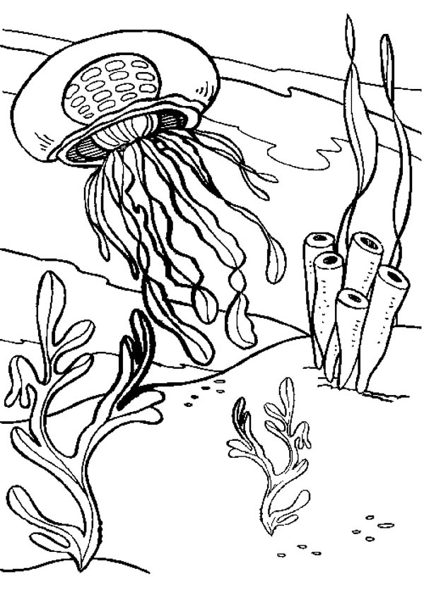 600x835 Jelly Fish And Seaweed Coloring Page