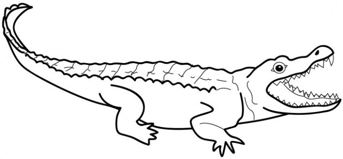 700x325 Alligator Coloring Pictures