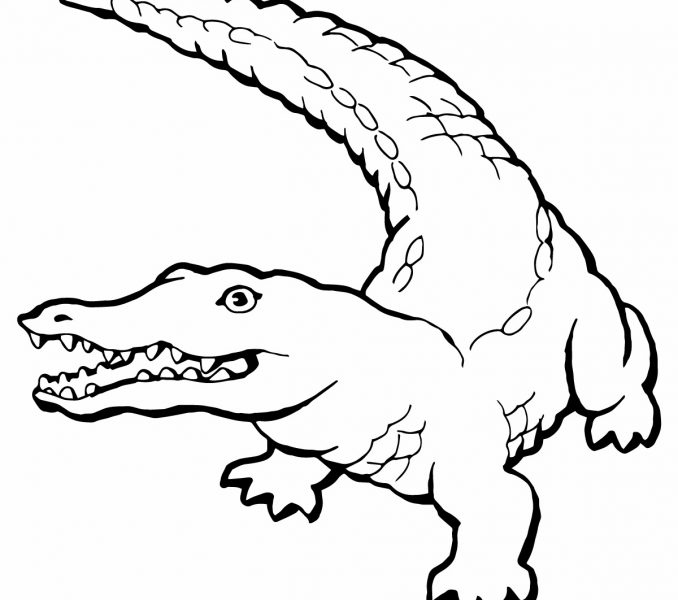 678x600 Baby Alligator Coloring Pages