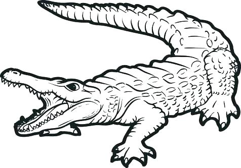 476x333 Alligator Coloring Pages For Preschool Crocodile Coloring Page