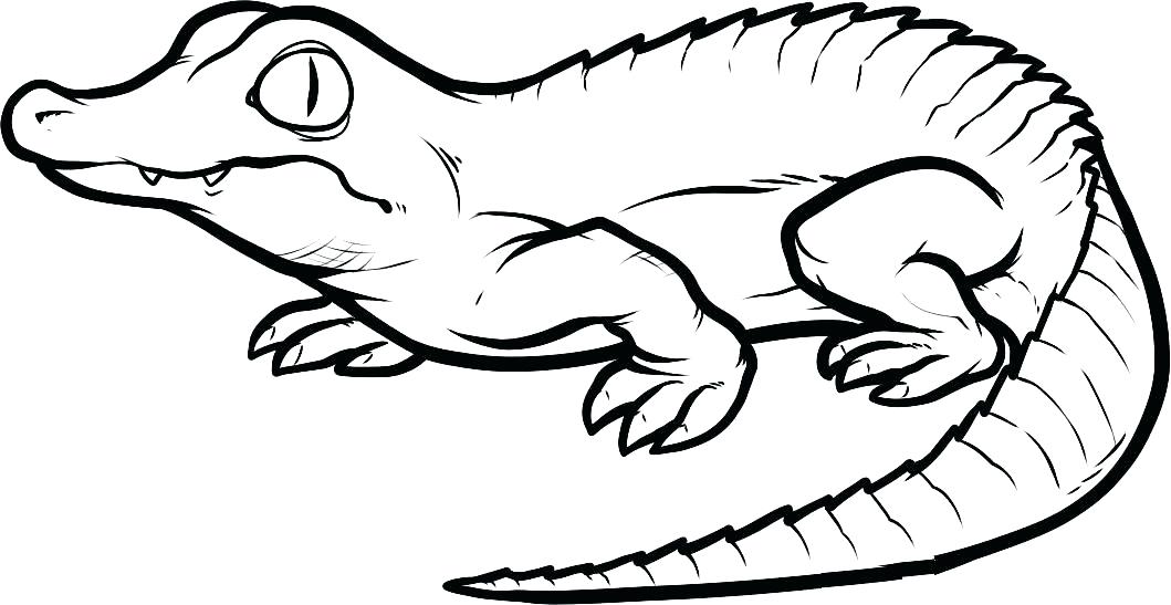 1059x547 Alligator Colouring Pages Printable Coloring Contemporary Free