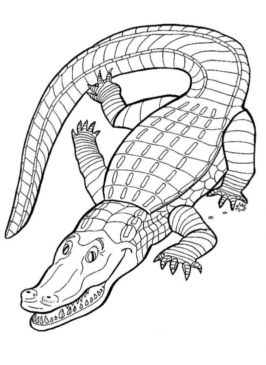 531x730 Animal Alligator Coloring Page Printable Animal Colouring