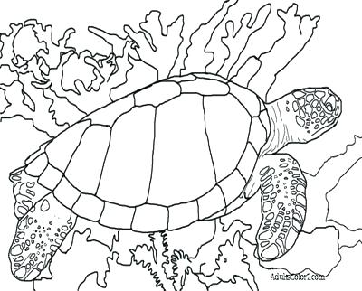 400x322 Green Sea Turtle Coloring Page Sea Turtle Coloring Page Green Sea