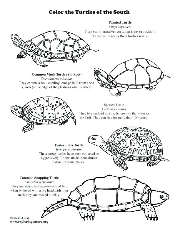 612x792 Painted Turtle Coloring Page Coloring Pages For Kids Cars